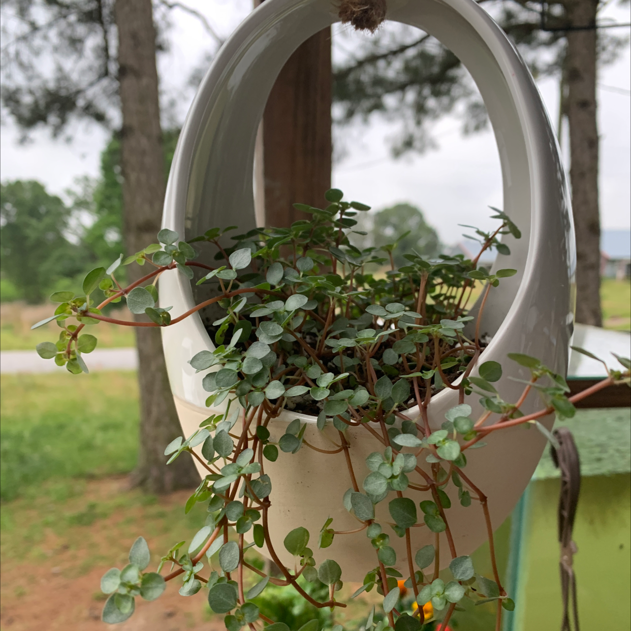Maidenhair Vine in a hanging pot with green leaves, outdoor background.