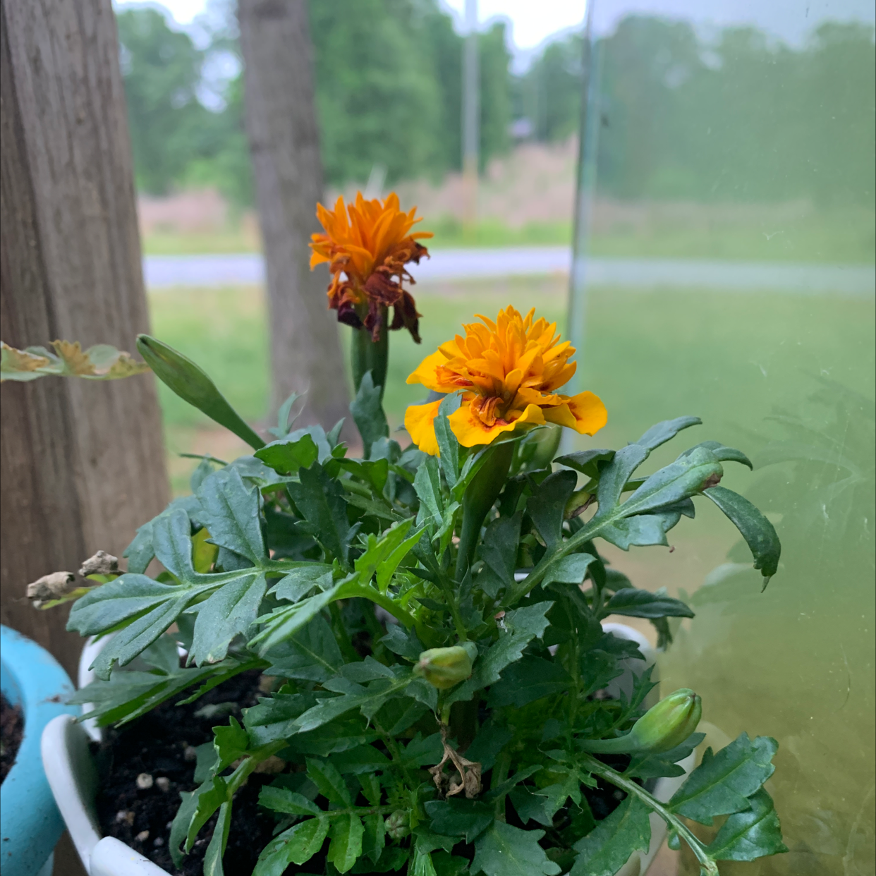 African Marigold plant with vibrant orange flowers in a pot. Soil is visible.