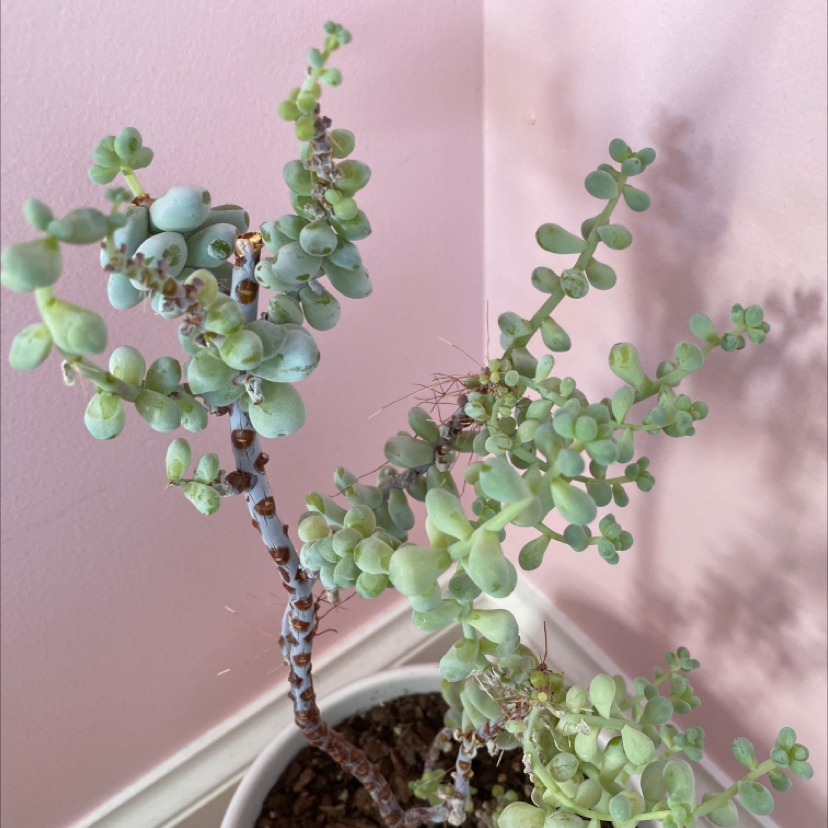 Sedum treleasei plant with green, fleshy leaves in a pot with visible soil.