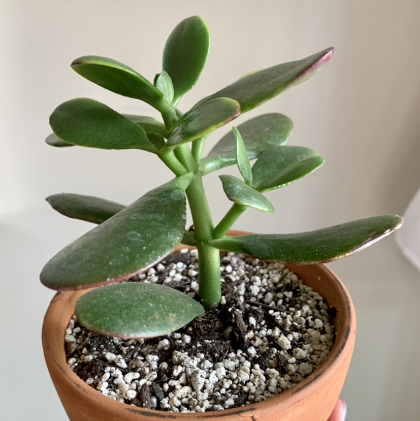 Lucky Plant plant photo by @anxietyatlaw named Jadey Crockett on Greg, the plant care app.