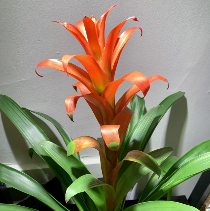 Droophead Tufted Airplant plant photo by @anxietyatlaw named Lebrom James on Greg, the plant care app.