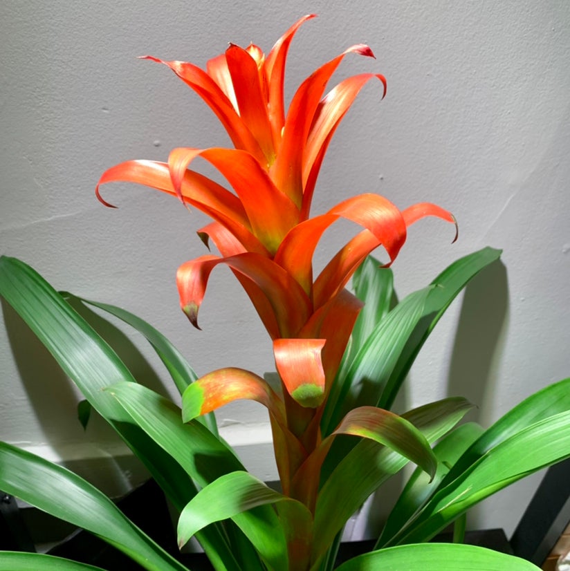 The Complete Droophead Tufted Airplant Plant Care Guide: Water, Light ...