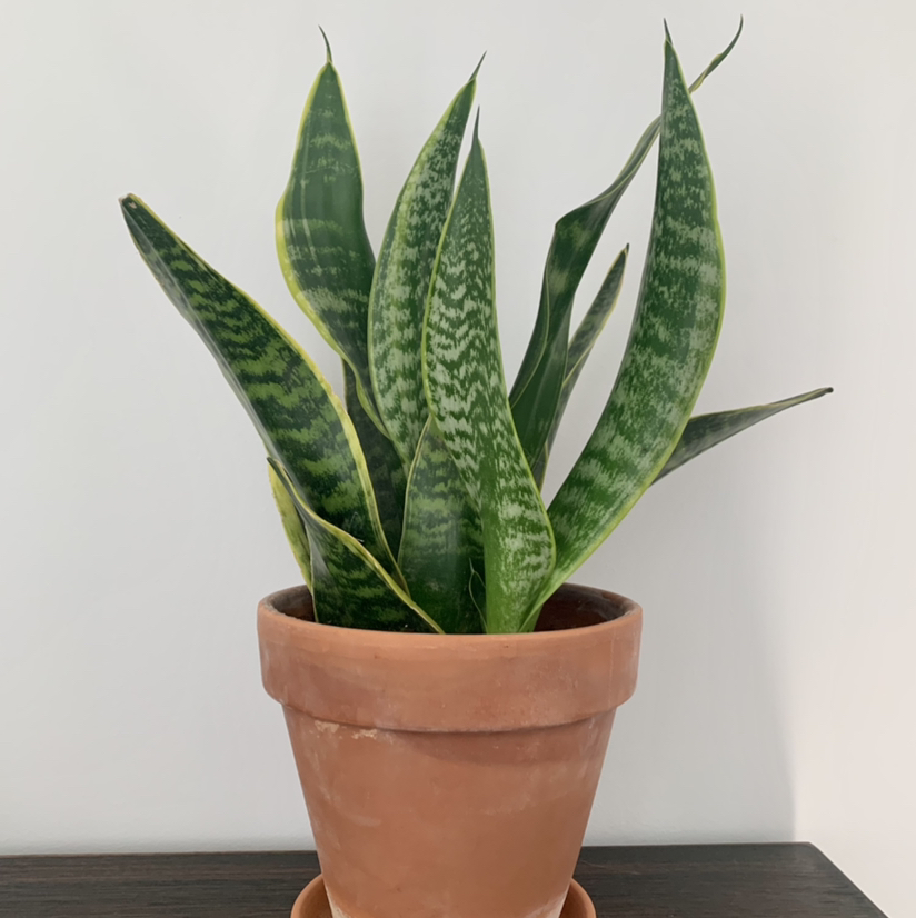 Snake Plant plant photo by @anxietyatlaw named Bruce on Greg, the plant care app.