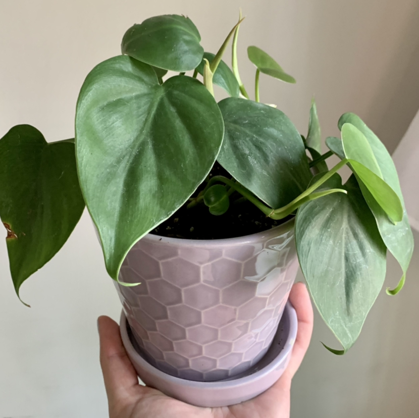 Philodendron Scandens plant photo by @anxietyatlaw named Oscar on Greg, the plant care app.