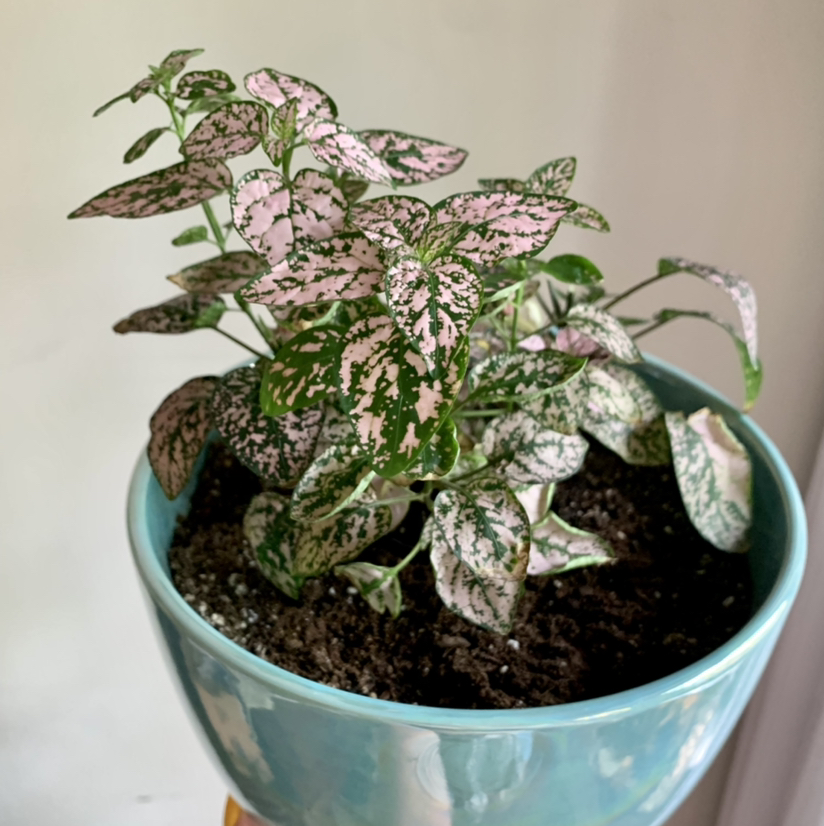 Polka Dot Plant plant photo by @anxietyatlaw named Dorothea on Greg, the plant care app.