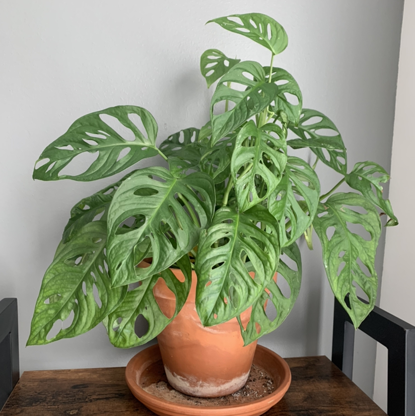 Window Leaf plant photo by @anxietyatlaw named Phil on Greg, the plant care app.