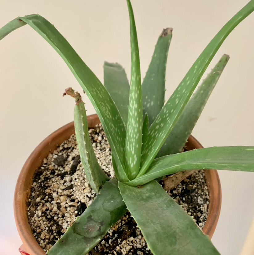 Aloe vera plant photo by @anxietyatlaw named Rupert on Greg, the plant care app.