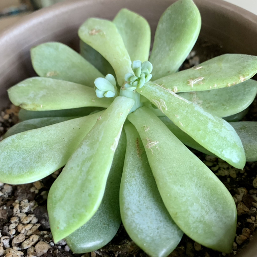 Mexican Snowball plant photo by @anxietyatlaw named Smush on Greg, the plant care app.