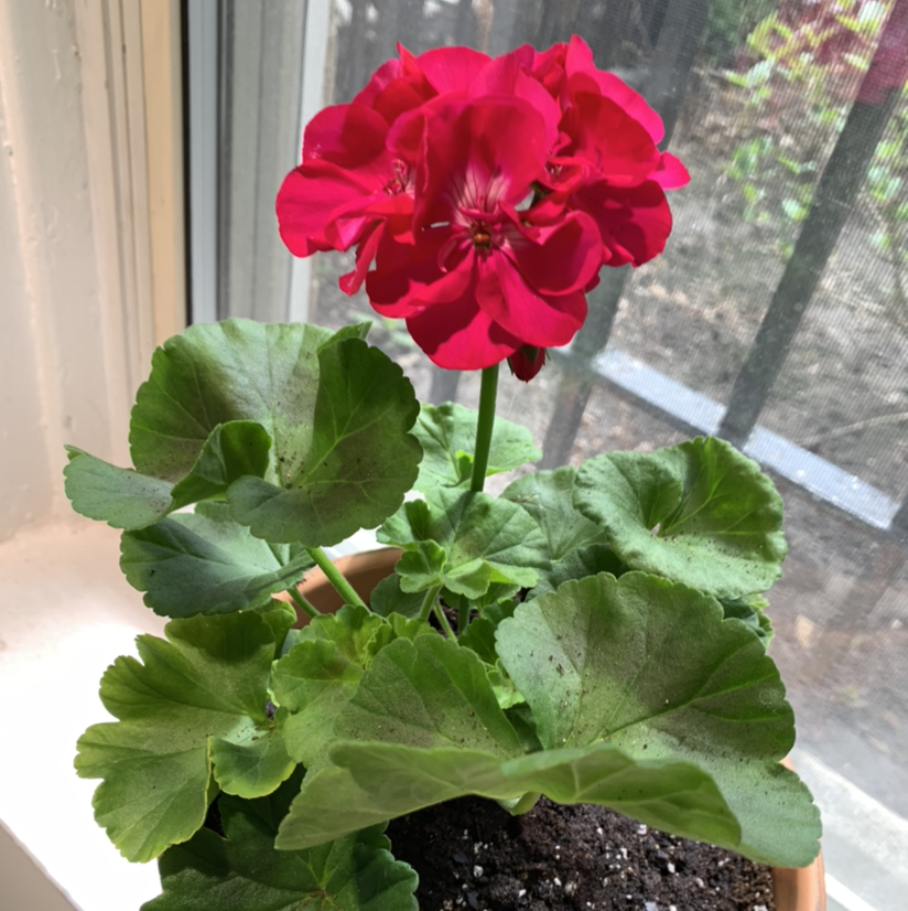 Zonale Geranium plant photo by @anxietyatlaw named Gerry on Greg, the plant care app.