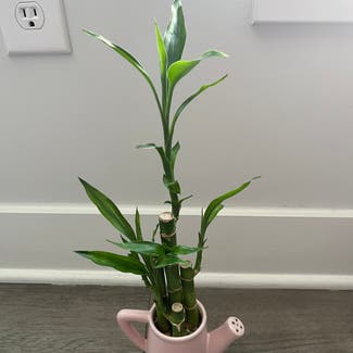 Lucky Bamboo plant in Chicago, Illinois