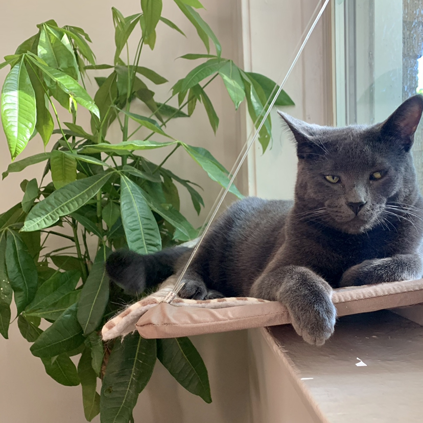 Money Tree plant photo by @anxietyatlaw named Marilyn on Greg, the plant care app.