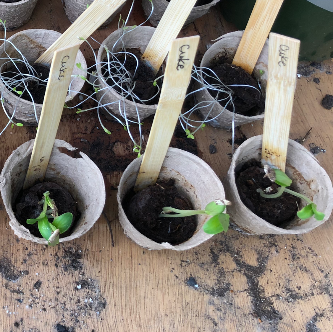 Cucumber seedlings in biodegradable pots with visible soil and slight leaf curling.