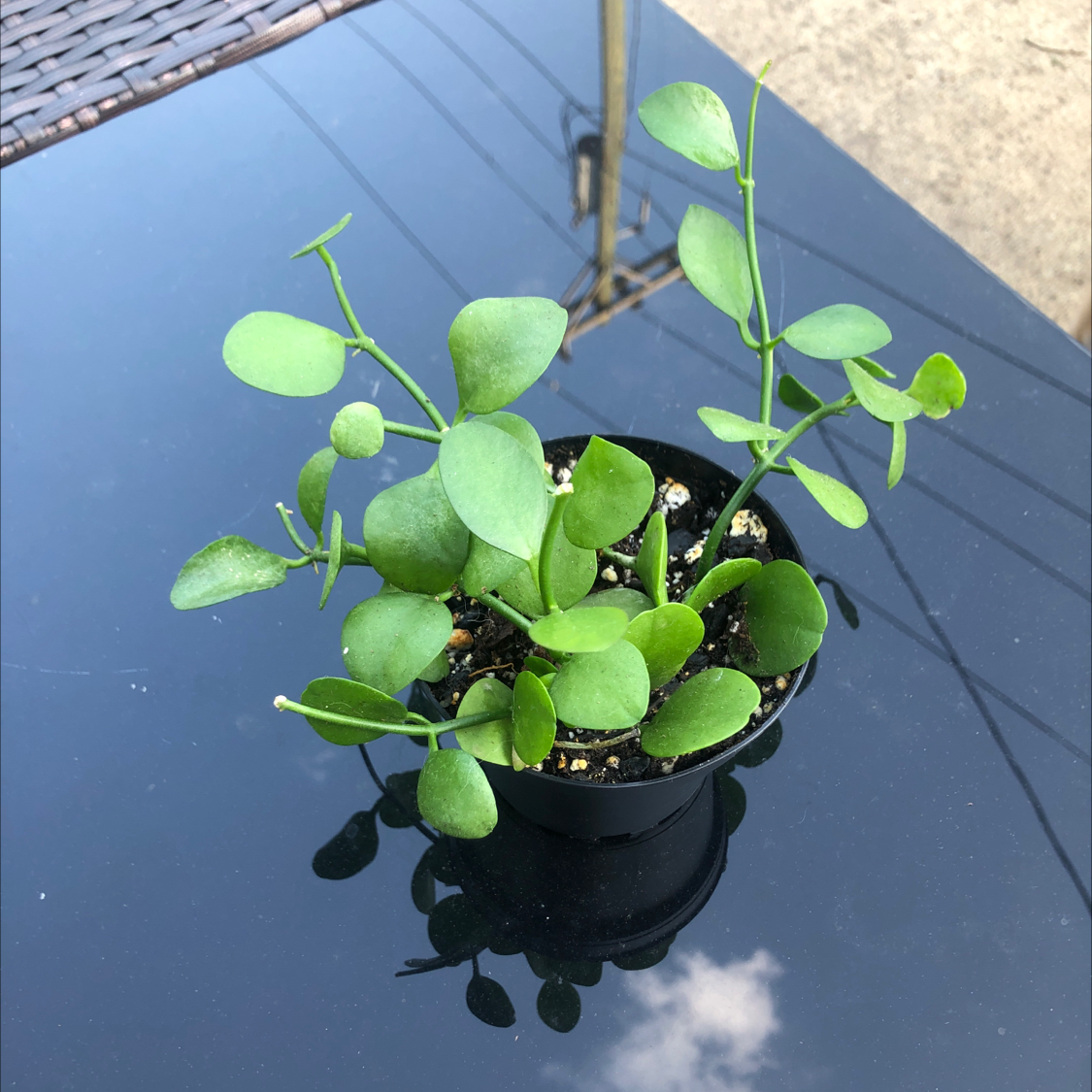 Healthy Dischidia oinatha plant in a small pot with round green leaves.