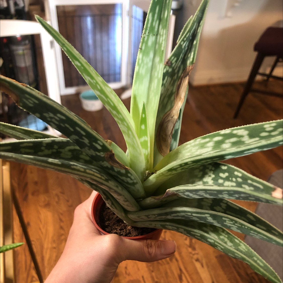 Tiger Aloe plant with green leaves and white spots, held by a hand. Some browning at leaf tips.