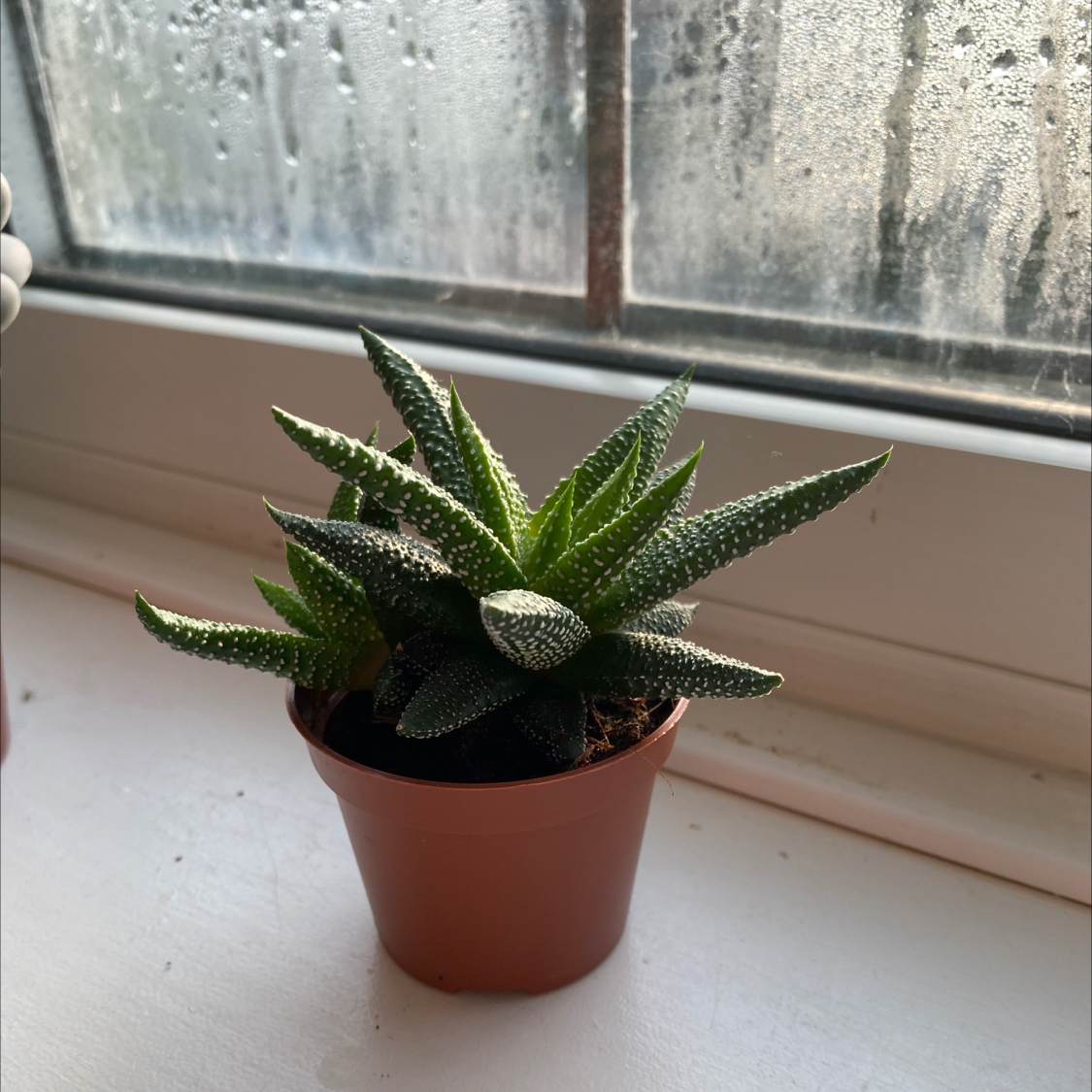 Photo of the plant species Haworthia attenuata 'Enon' by @izzystuart named generic ikea plant on Greg, the plant care app