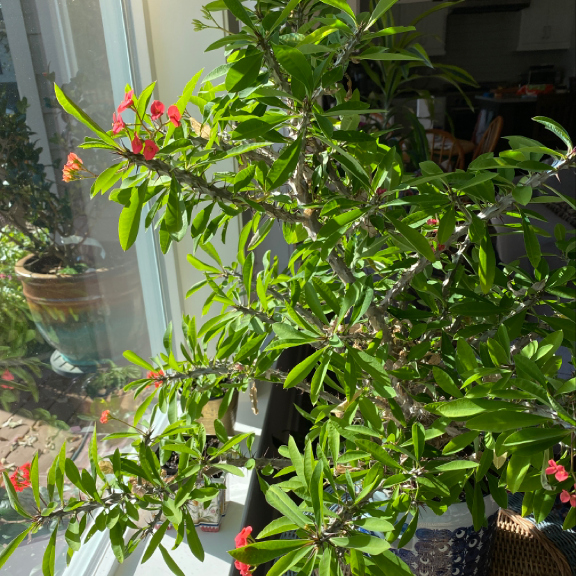 Healthy, thriving Crown of Thorns plant with glossy green leaves and vibrant red flowers, well-lit indoors.