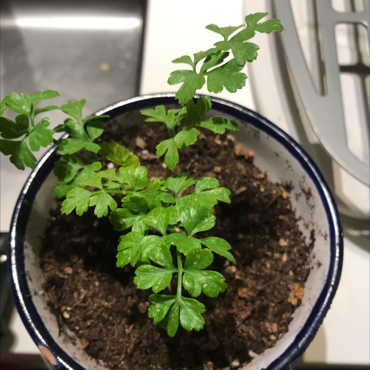 Light Requirements For My Italian Parsley by Season