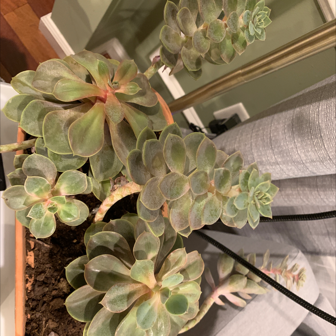 Haworth's Aeonium succulent plant with rosette-shaped leaves in a pot, soil visible.
