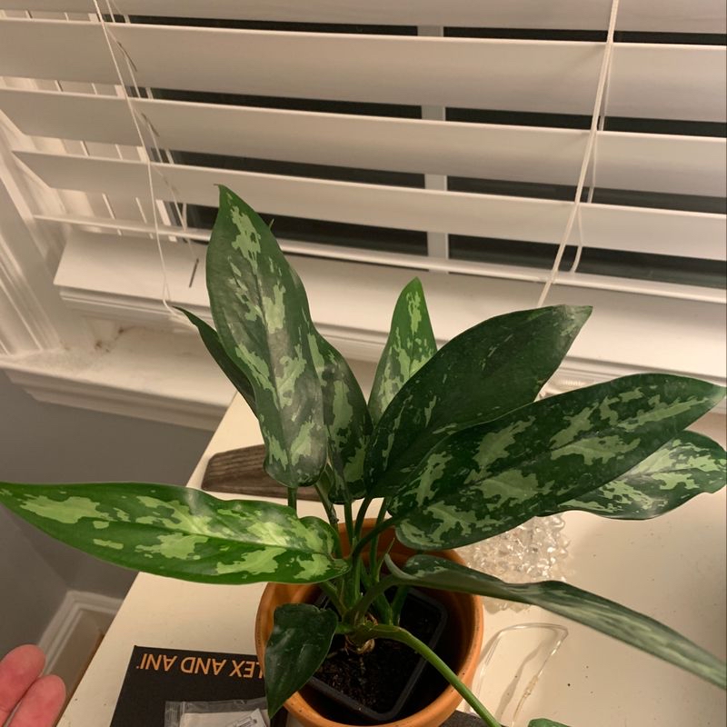 Hand holding a healthy Chinese Evergreen plant with glossy, variegated green leaves in a terracotta pot on a window sill.