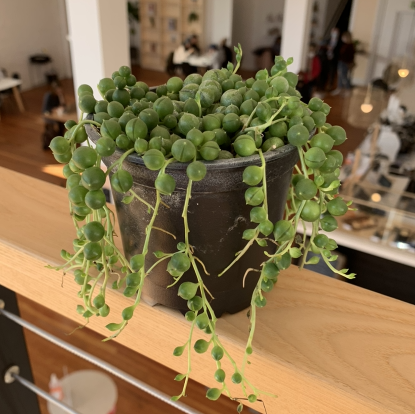 Healthy String of Pearls plant in a black pot with green, spherical leaves cascading over the sides.