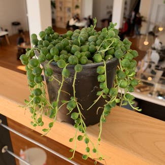 String of Pearls plant in Everson, Washington