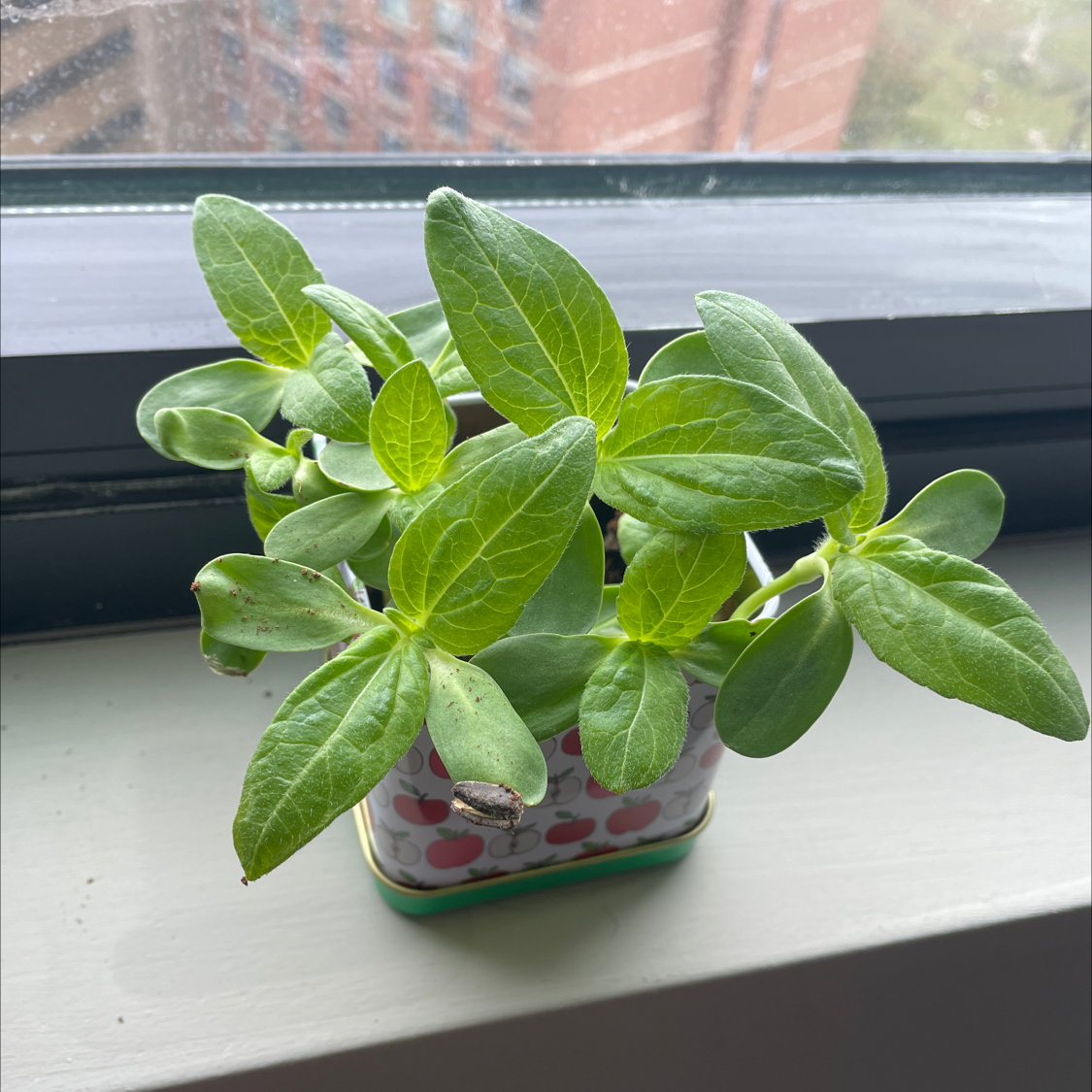 Common Zinnia plant on a windowsill with vibrant green leaves and slight browning on one leaf.