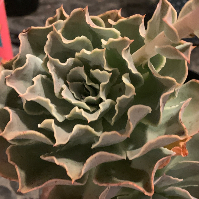 Mexican Snowball plant photo by @aalexiissrenee named Sigmund on Greg, the plant care app.