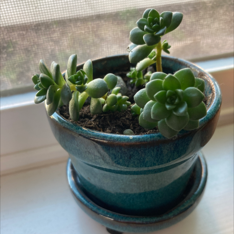 Photo of the plant species Cremnosedum 'Little Gem' by @paigesavperkins named norman on Greg, the plant care app