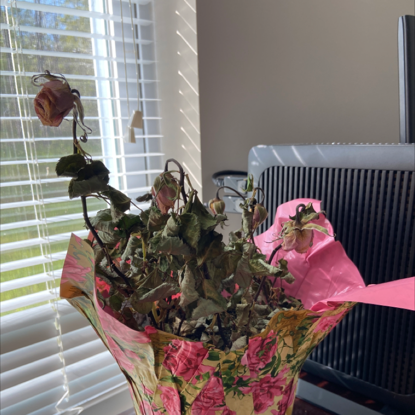 Photo of the plant species Tiffany Rose by Hailey named Rose bush on Greg, the plant care app
