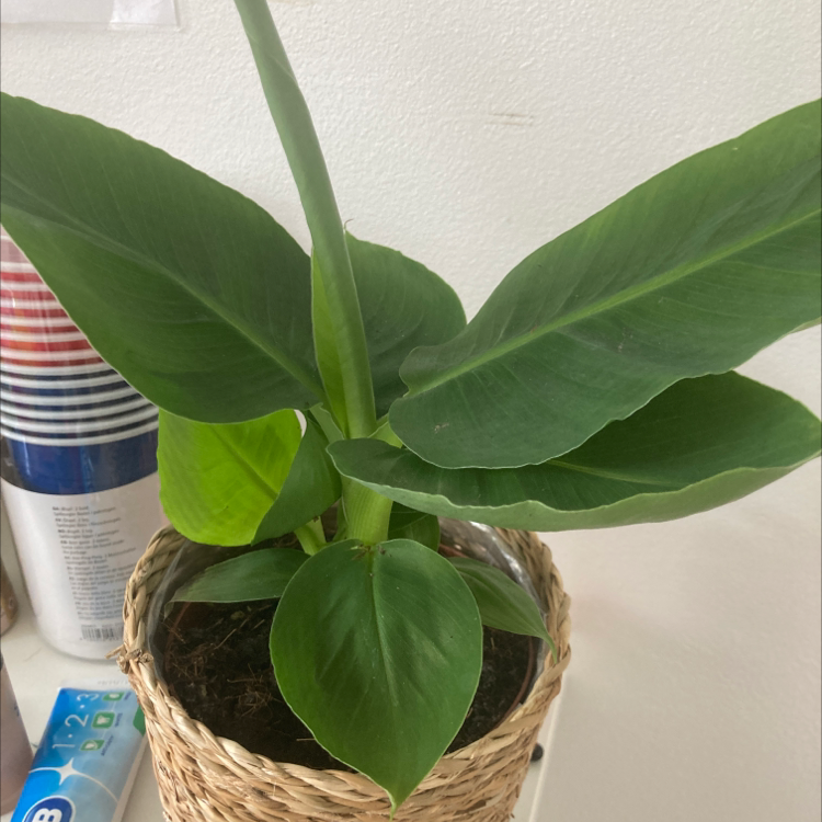 Healthy banana plant with broad green leaves in a woven basket.