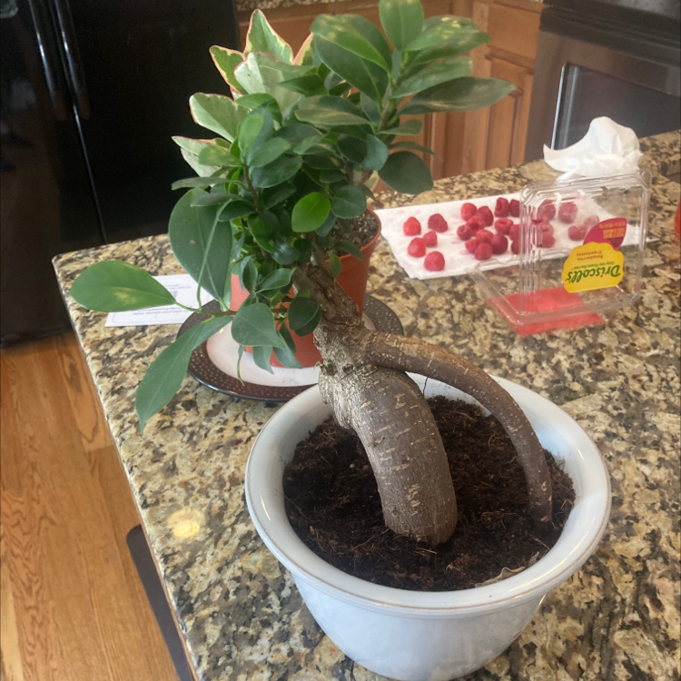 Ficus Ginseng plant photo by Jenna named Bing on Greg, the plant care app.