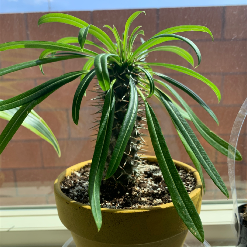Madagascar Palm (Pachypodium lamerei) in a pot with green leaves and visible soil.