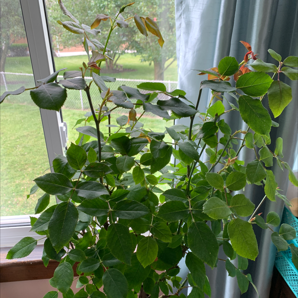 Plant care for Butternut Tree on Greg, the plant care app