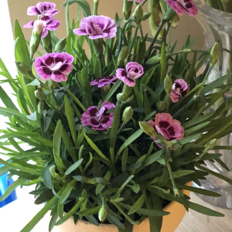 Healthy Border Carnation plant with vibrant green leaves and blooming pink and purple flowers.