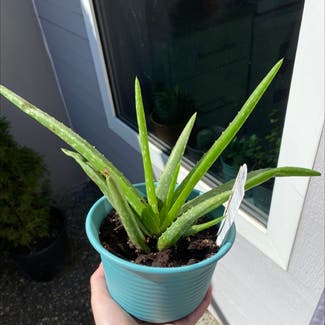Aloe Vera plant in Vancouver, British Columbia