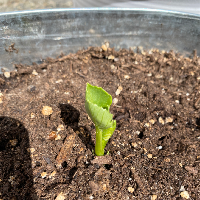 Photo of the plant species Dahlia imperialis by @rjlympany named Sprout on Greg, the plant care app