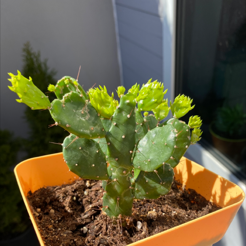 Healthy Brazilian Pricklypear cactus in a pot with new growth visible.