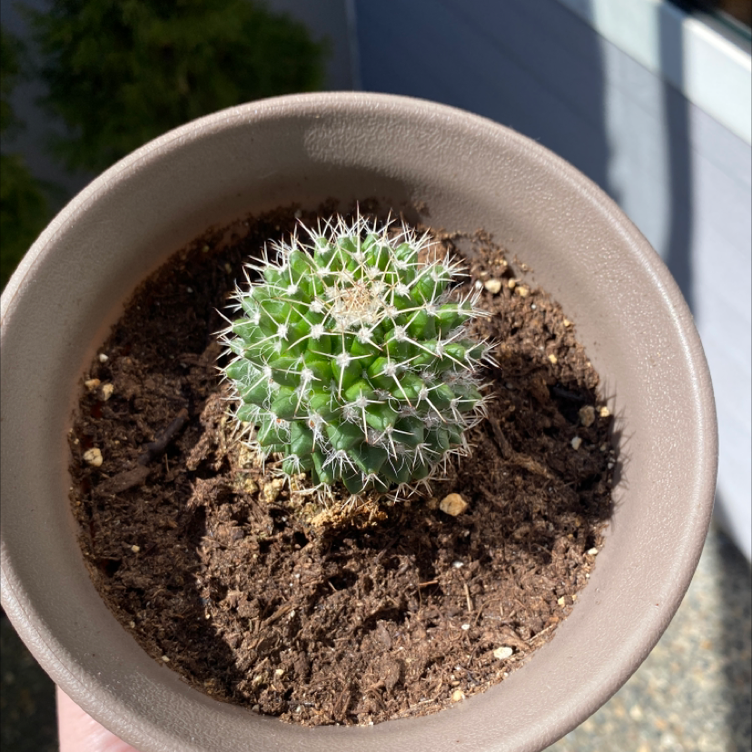 A healthy Mexican Pincushion cactus in a pot with visible soil, well-framed and in focus.