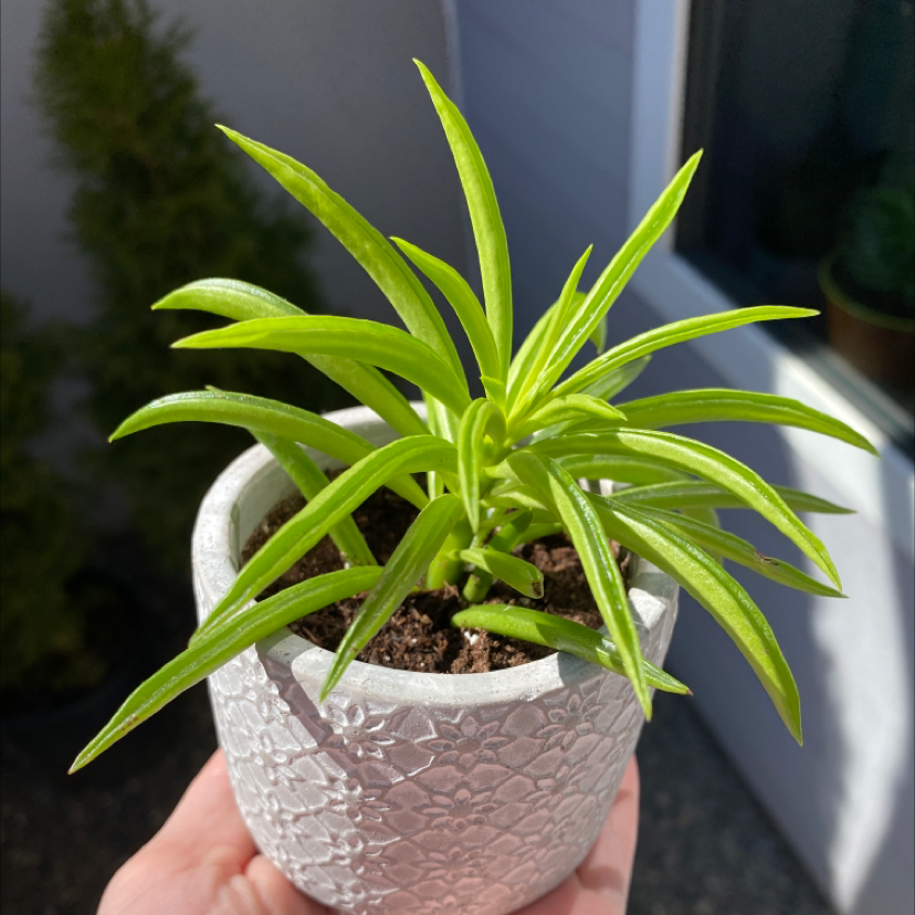 Photo of the plant species Pincushion Peperomia by @rjlympany named Herb on Greg, the plant care app