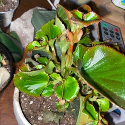 Begonia cucullata plant