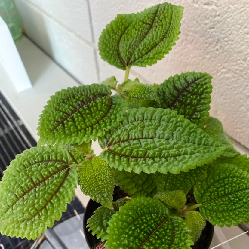 Photo of the plant species Friendship Plant by @Amazinggraciekate named Moony on Greg, the plant care app