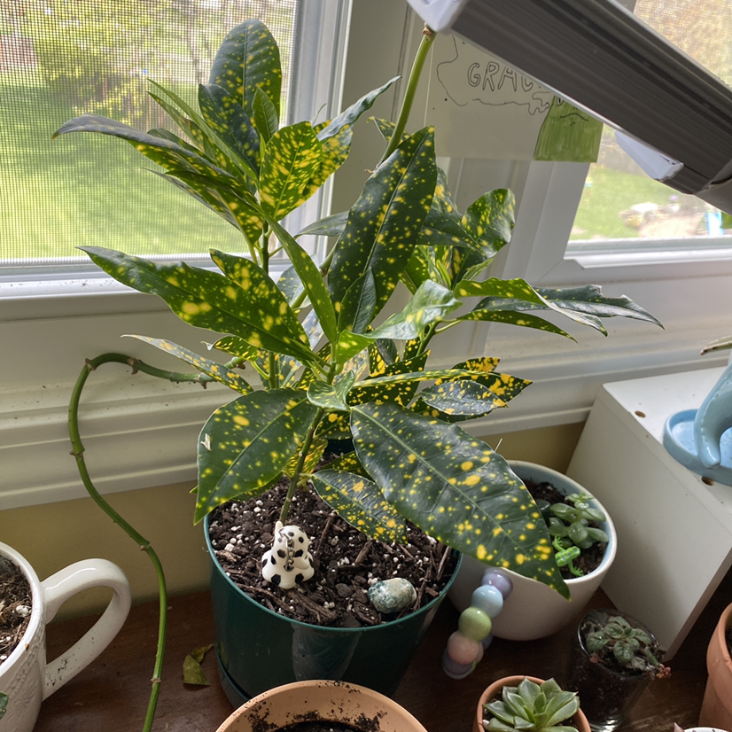 Gold Dust Croton plant photo by @Amazinggraciekate named Superstar Crouton on Greg, the plant care app.