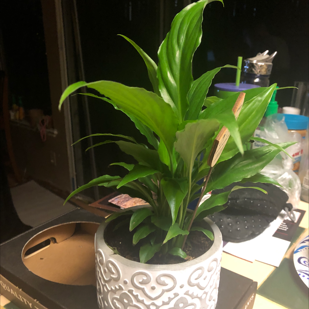 Healthy peace lily plant in white pot with one yellowing leaf, on cluttered desk.