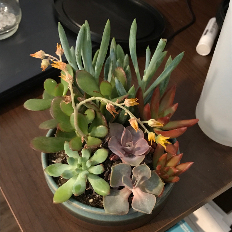 Potted succulent arrangement with Pig's Ear and other plants, some yellowing and browning leaves.
