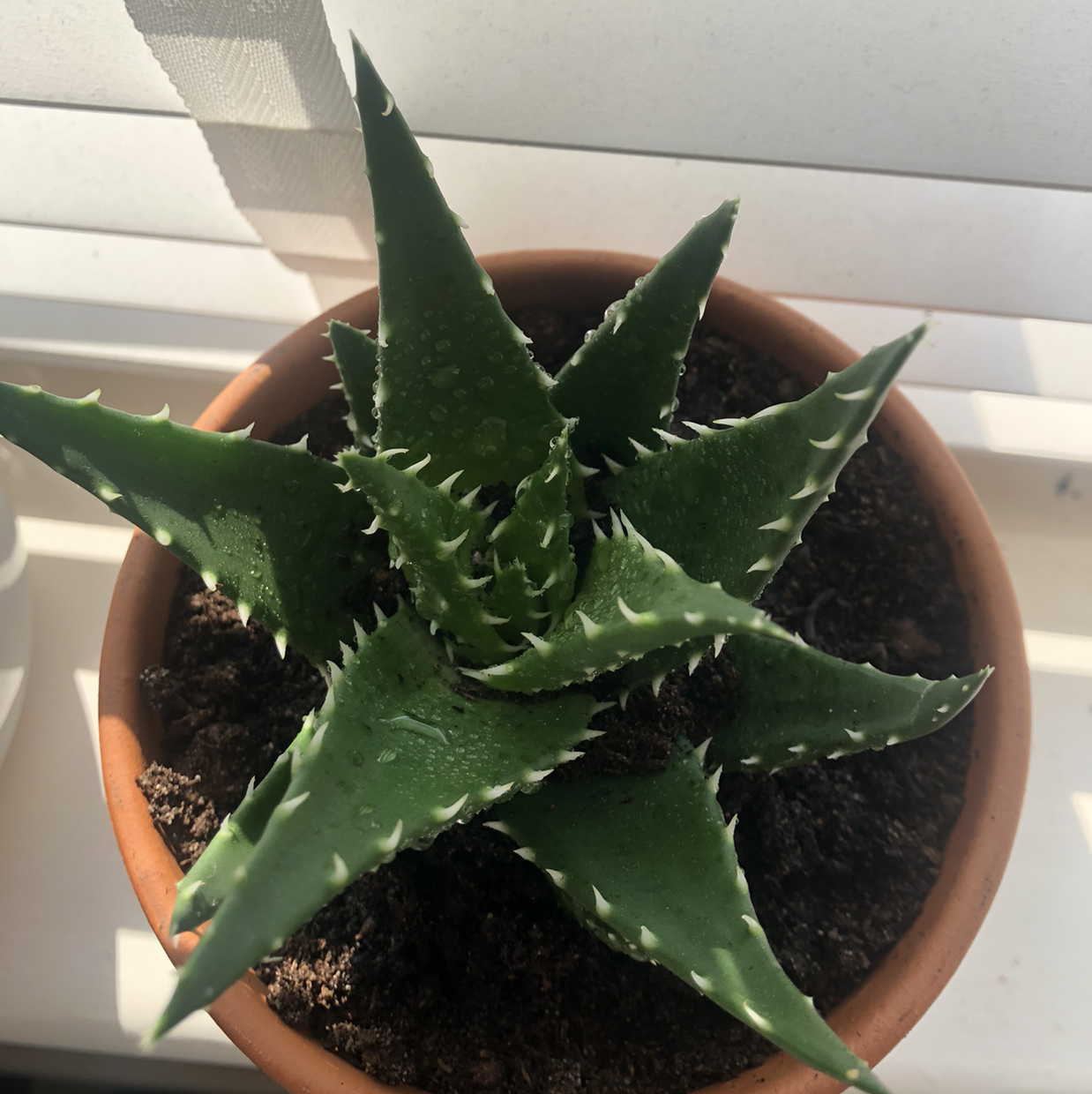 Healthy Short-Leaved Aloe plant in a terracotta pot with visible soil.