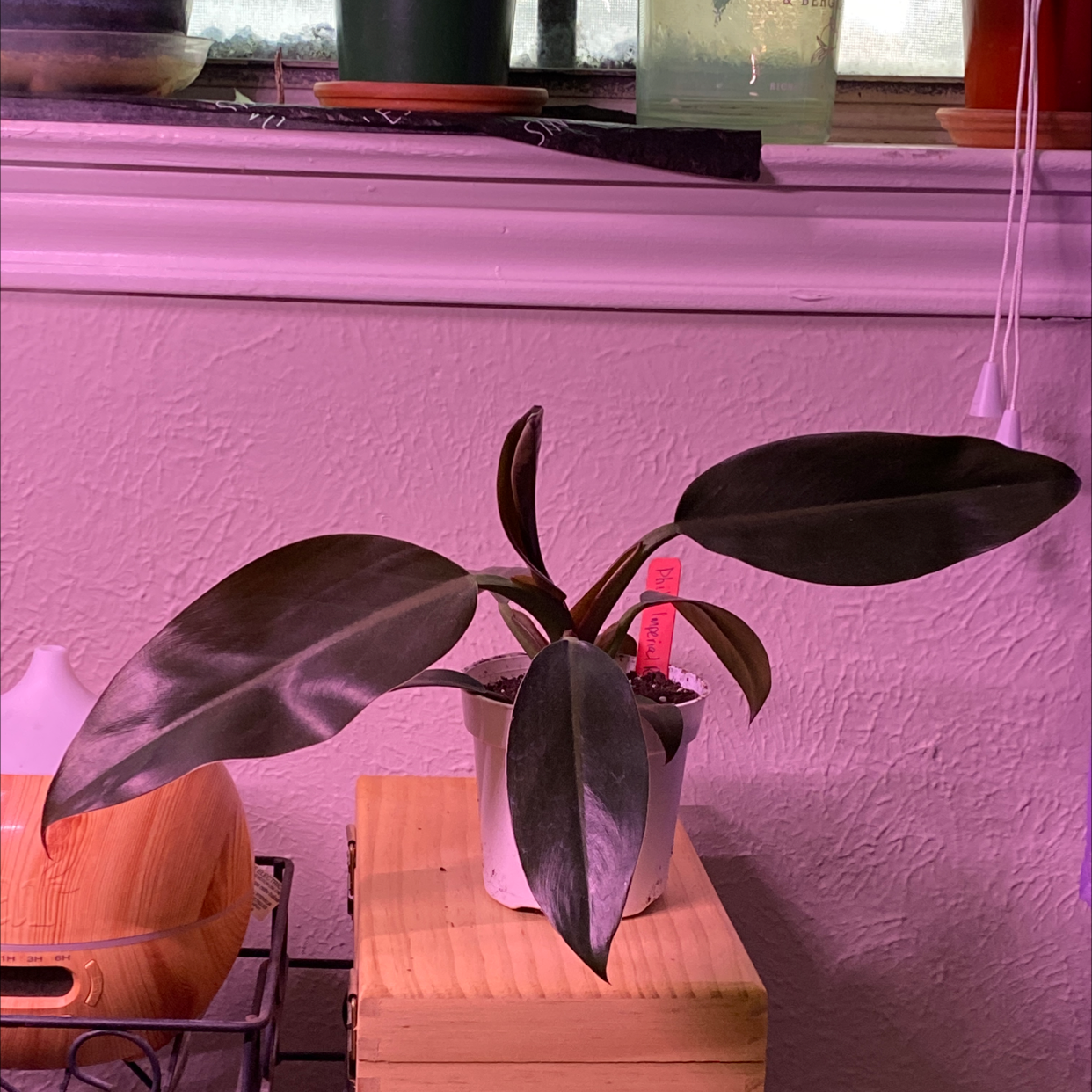 Philodendron 'Imperial Red' plant in a small pot with dark green leaves on a wooden surface.