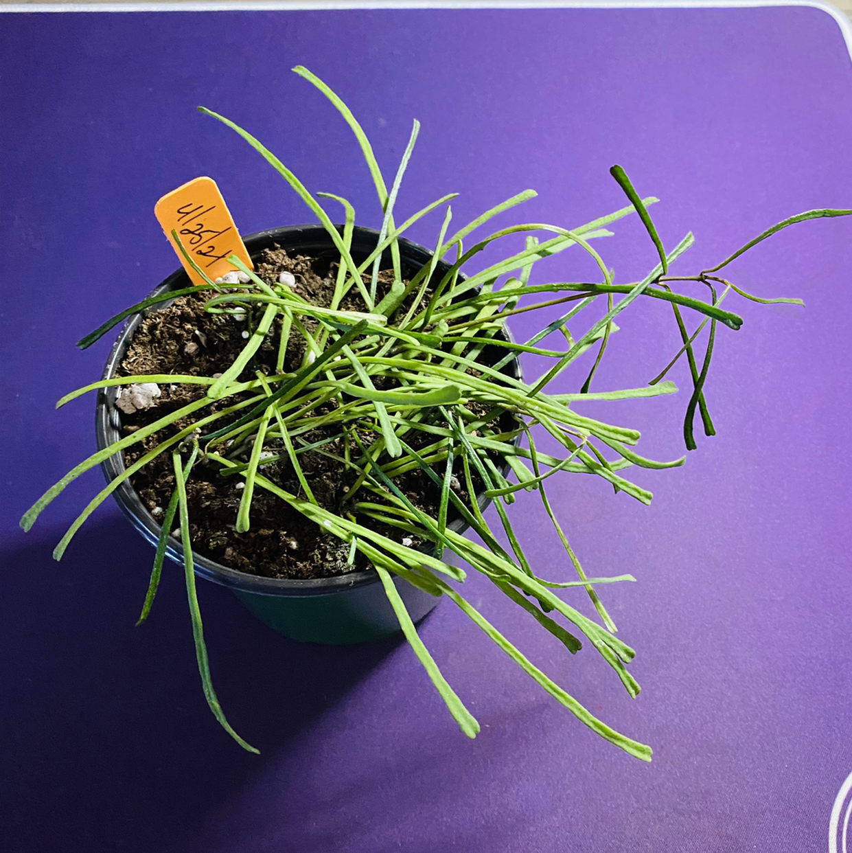 Potted Grass-leaved Hoya plant with long, thin green leaves on a purple background.