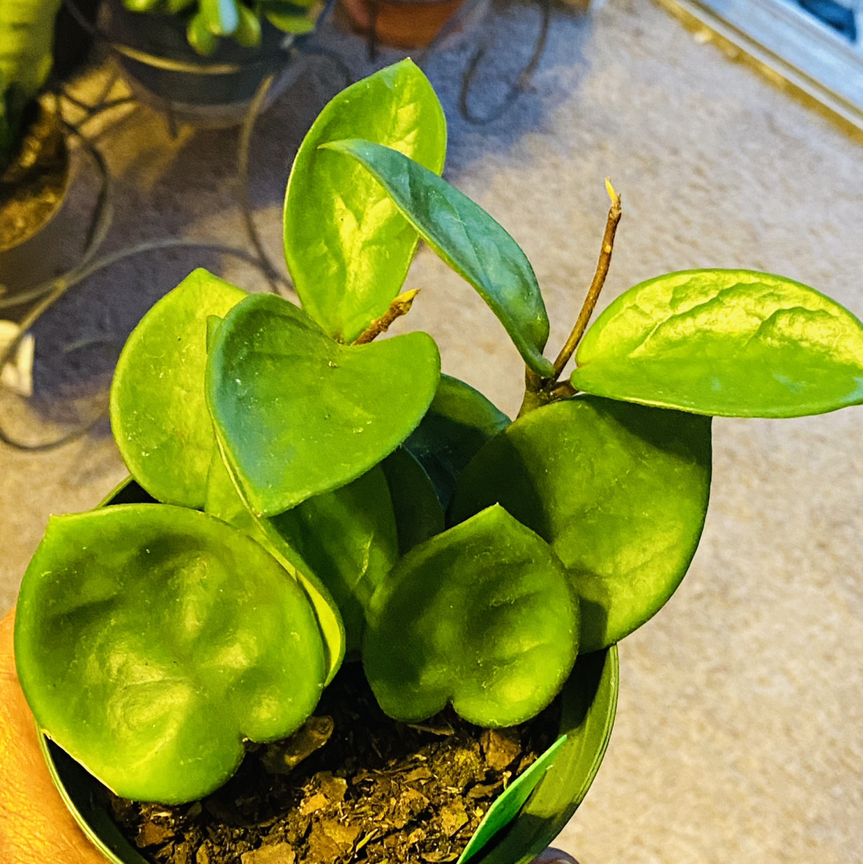 Healthy Chelsea Hoya plant with vibrant green leaves in a pot.