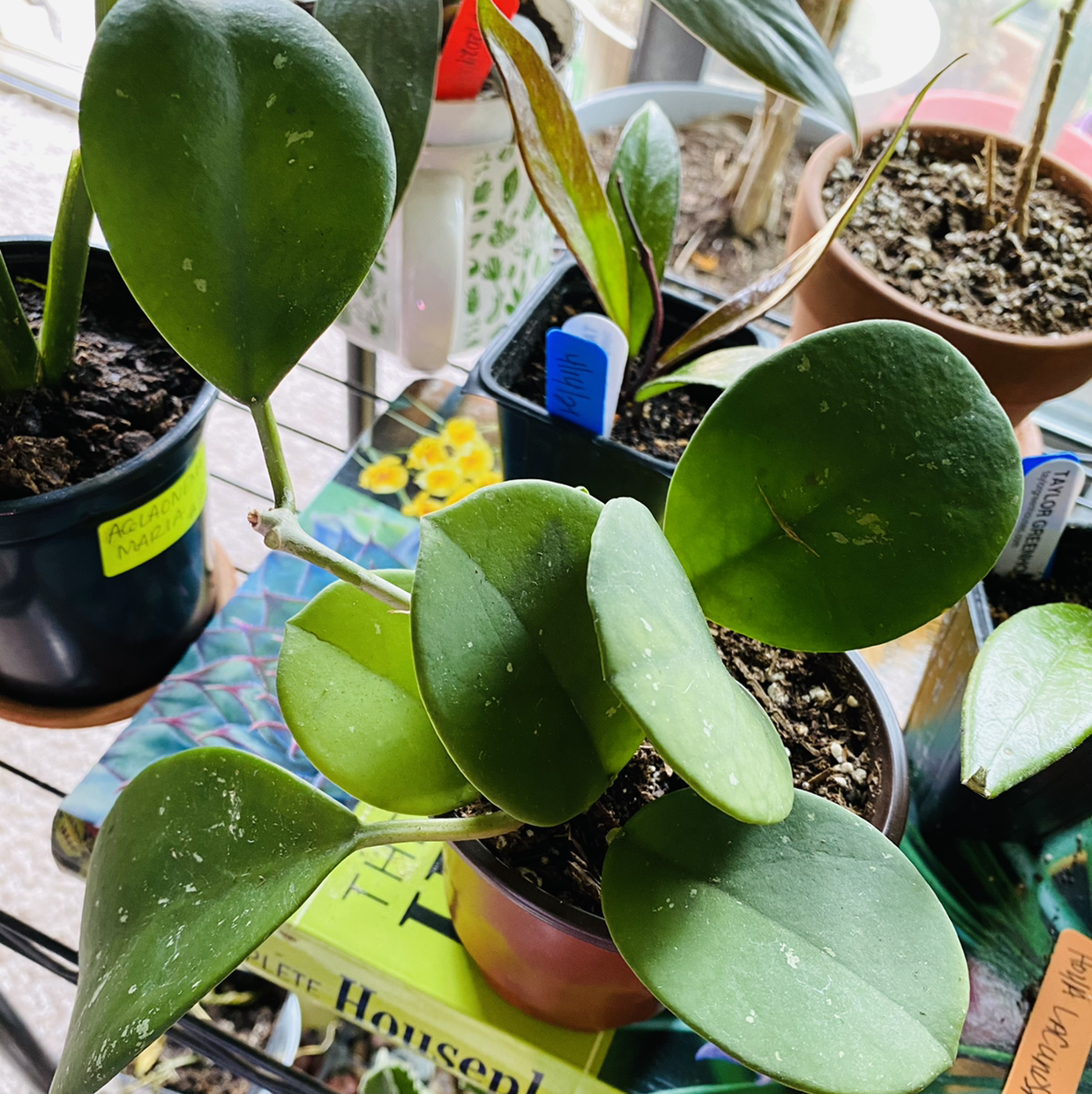 Hoya obovata plant with thick, round leaves in a pot. Soil is visible.
