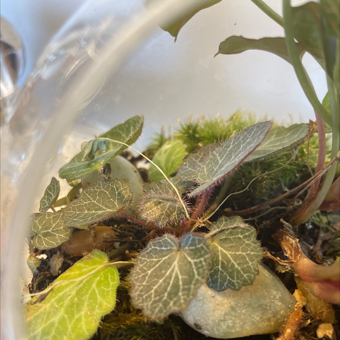 Strawberry Begonia plant in a terrarium with visible soil and stones, slight leaf discoloration.